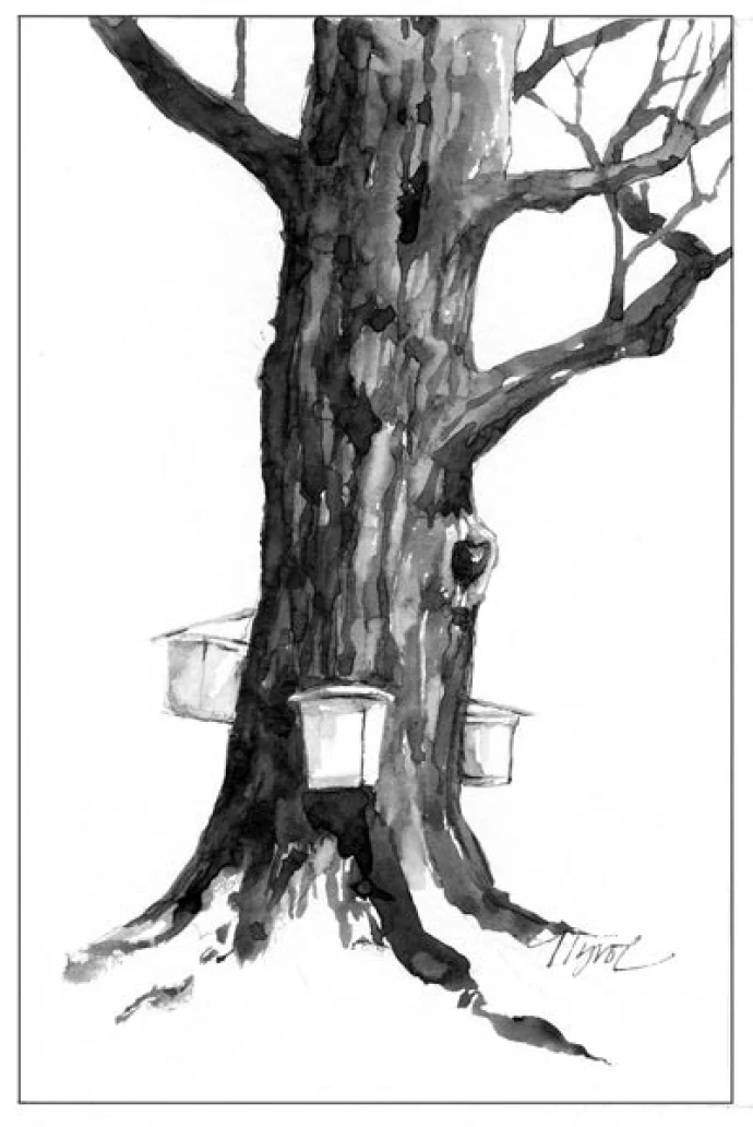 sugaring_web.jpg