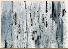 sum10microscope.jpg thumbnail