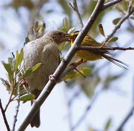 sum14_bird.jpg thumbnail