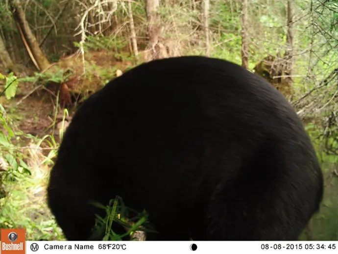 summer_game_camera2.jpg