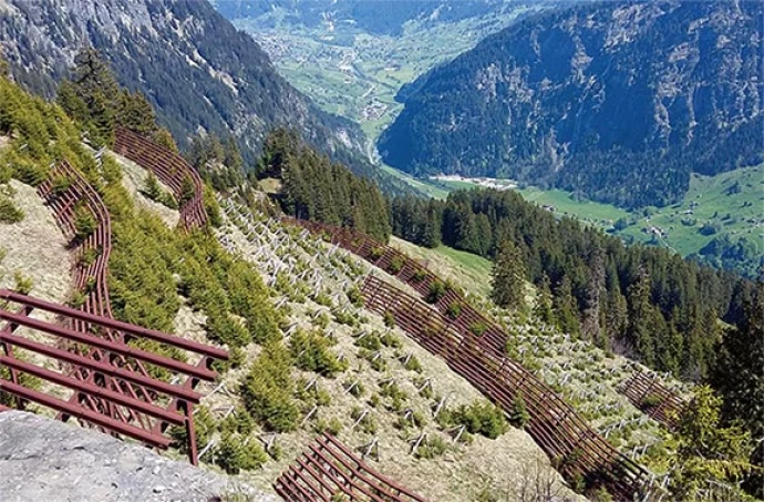 swiss_forest2_knot_aut18.jpg