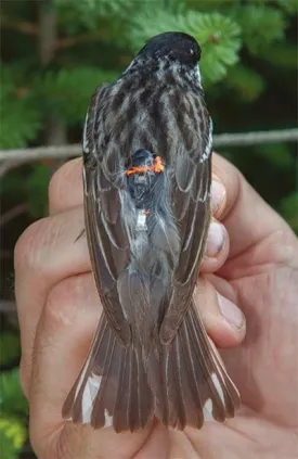 technology_bird.jpg thumbnail