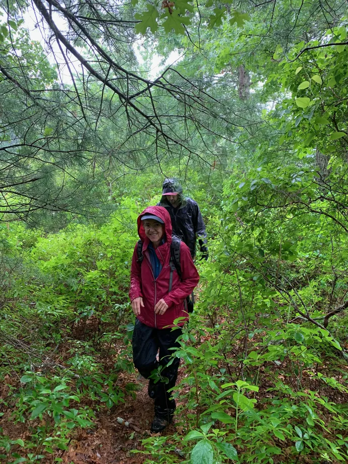 Forest rain