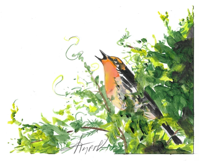 Blackburnian warblers