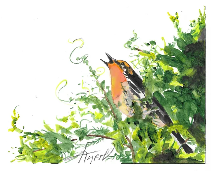 Blackburnian warblers