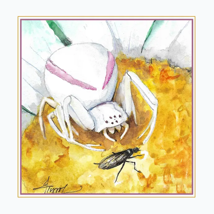 Crab spider