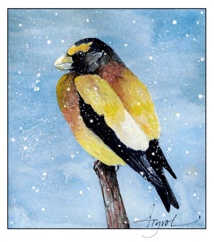 Evening grosbeak