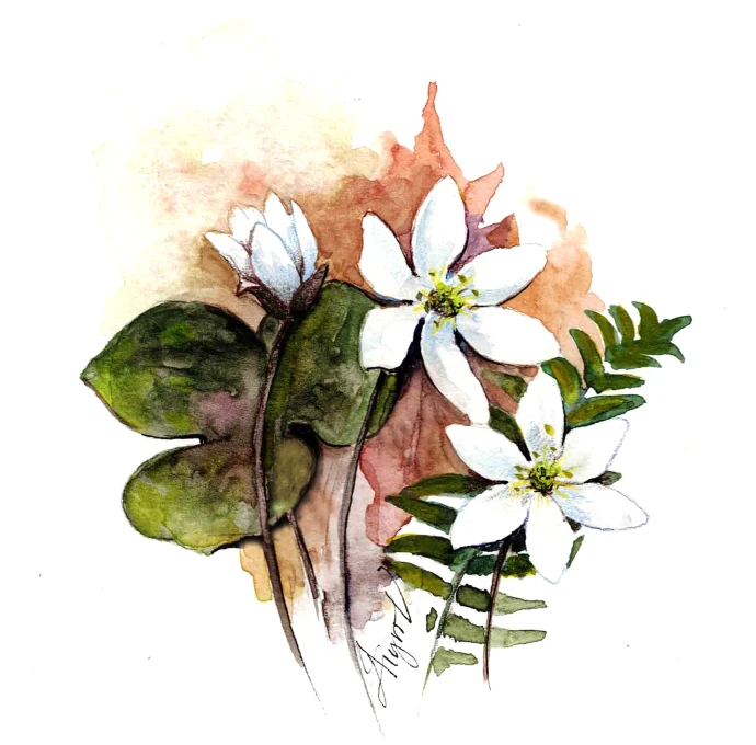 Hepatica blossom