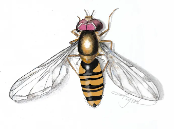 Hover fly