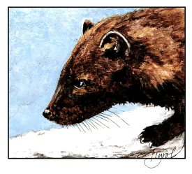 Fisher thumbnail