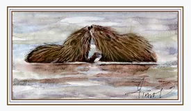 Muskrats thumbnail