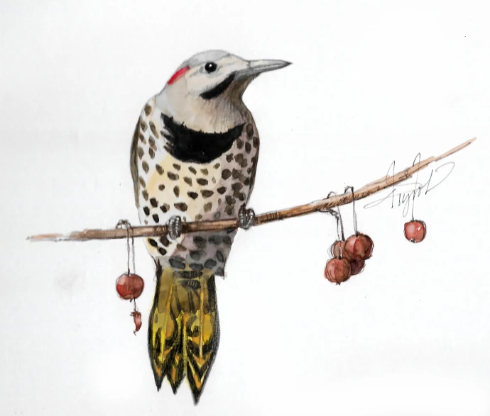 Northern flicker