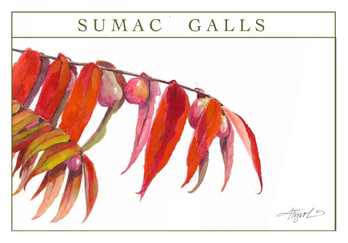 Sumac galls