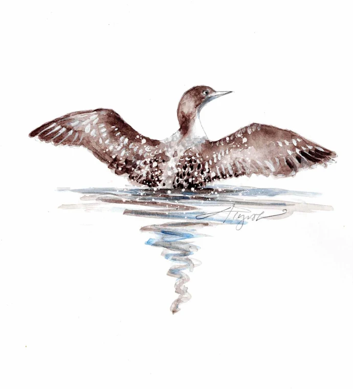 Young loon