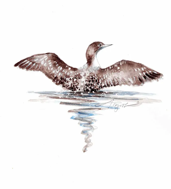 Young loon