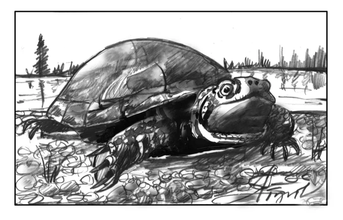 Blandings turtle