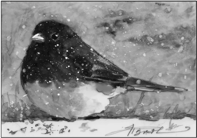 Get to Know the Junco