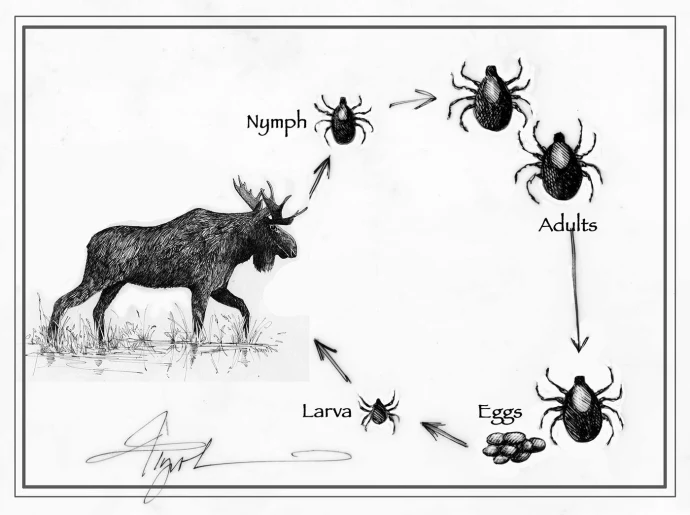 Ticks moose fungus
