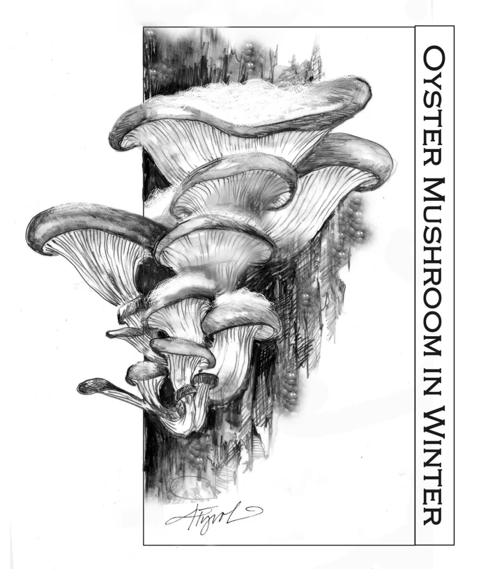 Winter mushrooms