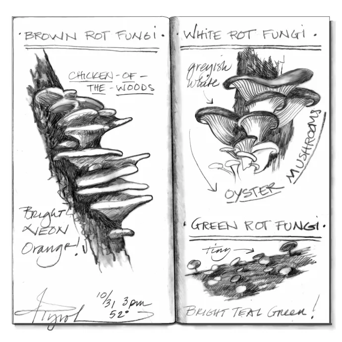 Wood rot
