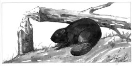 tosbeaver.jpg thumbnail