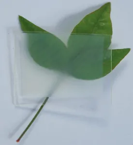transparent_wood_spr17.jpg thumbnail