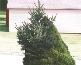 tree_tree2.jpg thumbnail