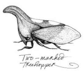 treehopper_web.jpg thumbnail