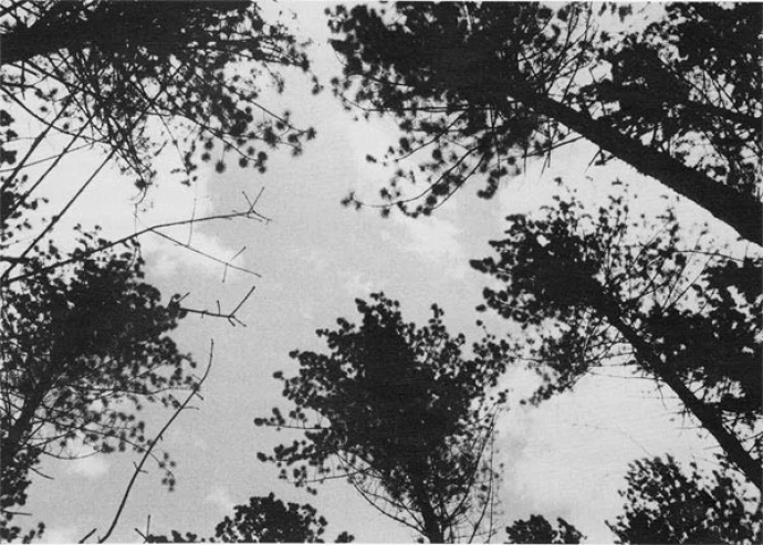 trees22.jpg