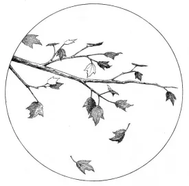 trees.jpg thumbnail