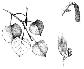 trembling_aspen_web.jpg thumbnail