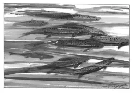 trout.jpg thumbnail