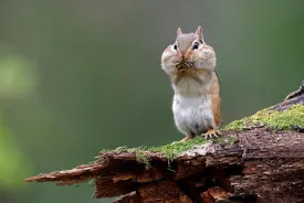 truffles_1.jpg thumbnail