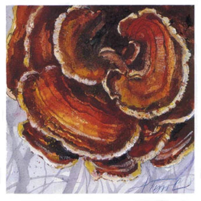turkey_tail.jpg