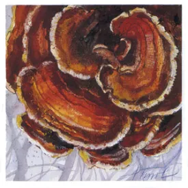 turkey_tail.jpg thumbnail