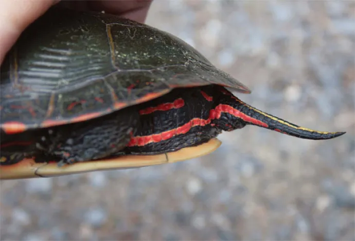 turtle_FINAL600.jpg
