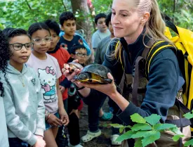 Turtle lessons thumbnail