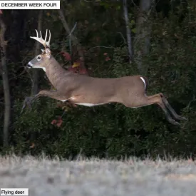Flying deer thumbnail
