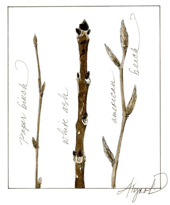 twigs_w.jpg