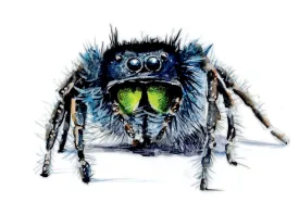 Bold jumping spider thumbnail
