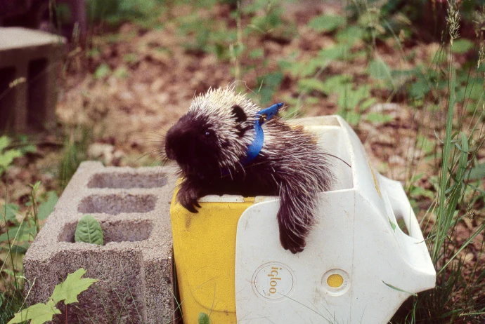 uldis-roze-porcupine.jpg