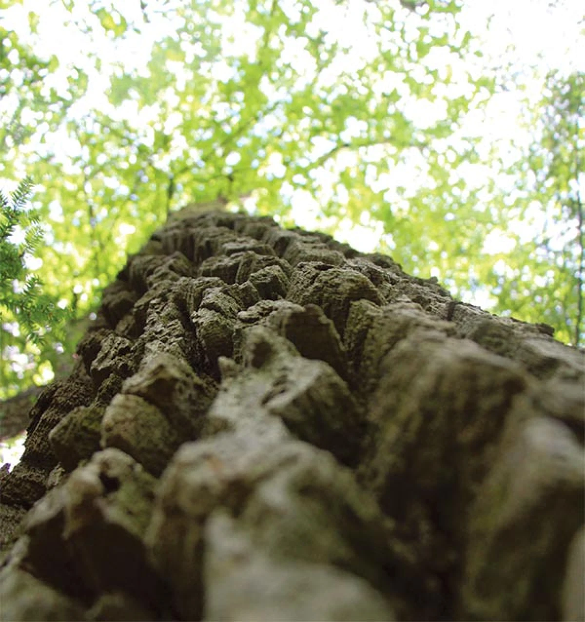 vernon_forest2.jpg