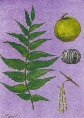 walnut.jpg thumbnail