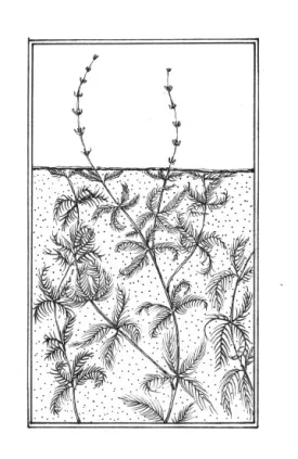 watermilfoil.jpg thumbnail