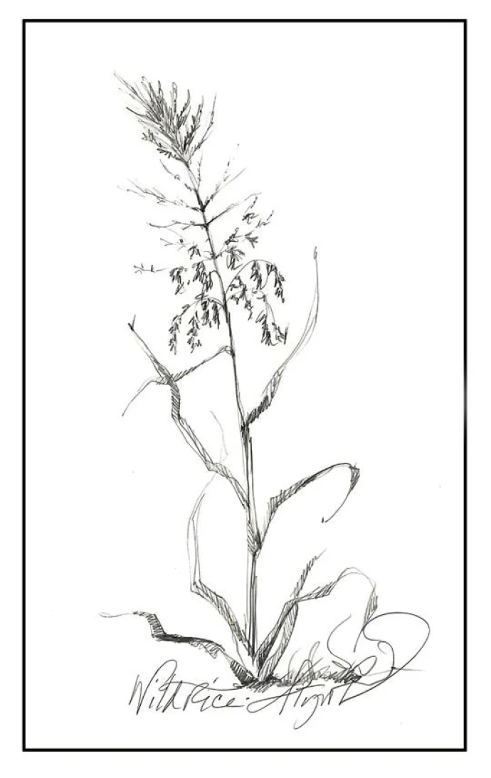 wild_rice_web.jpg