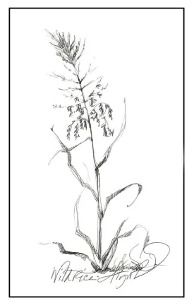 wild_rice_web.jpg thumbnail