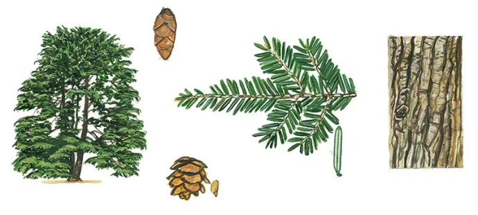 win17_tree_ID_1.jpg