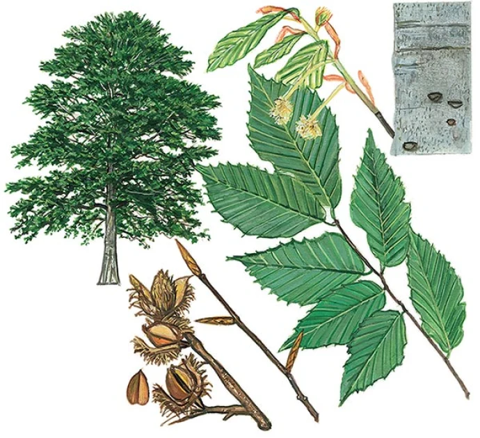 win17_tree_ID_2.jpg