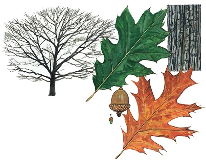 win17_tree_ID_5.jpg