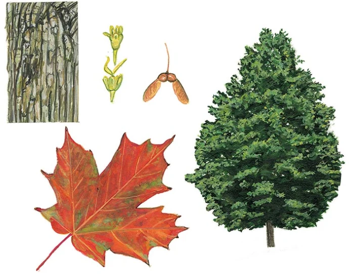 win17_tree_ID_7.jpg